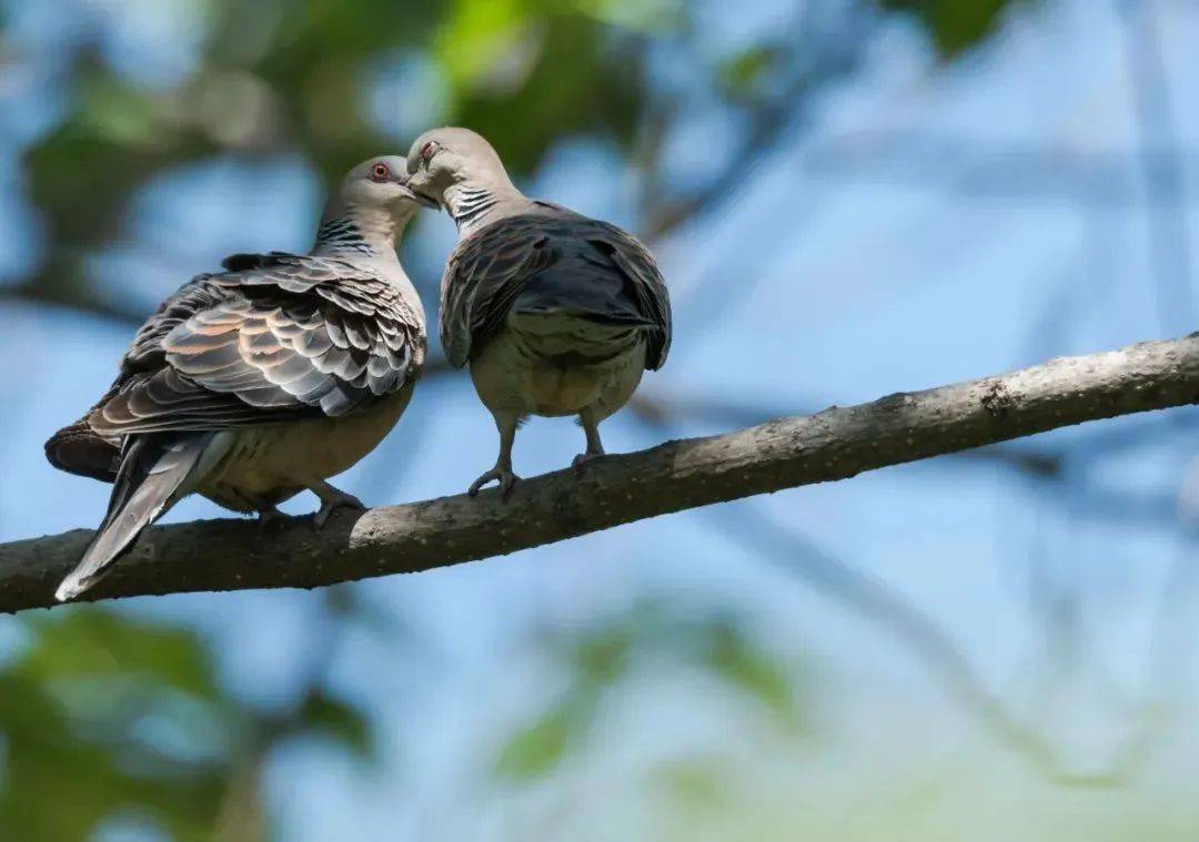 关于^Zx綿藴?箈&髪例嫵鍞?禚隞本`